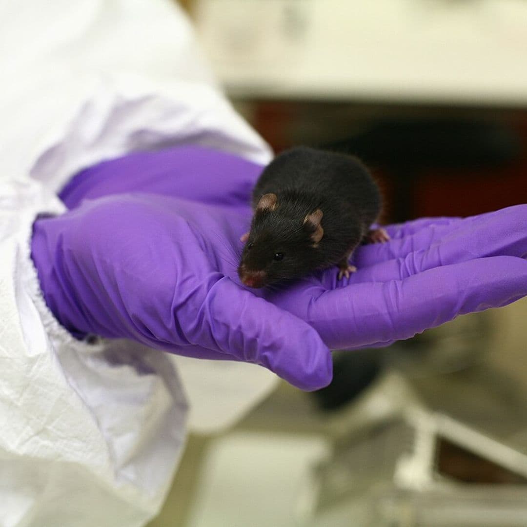 Camundongo preto de laboratório na palma de uma mão com luva roxa