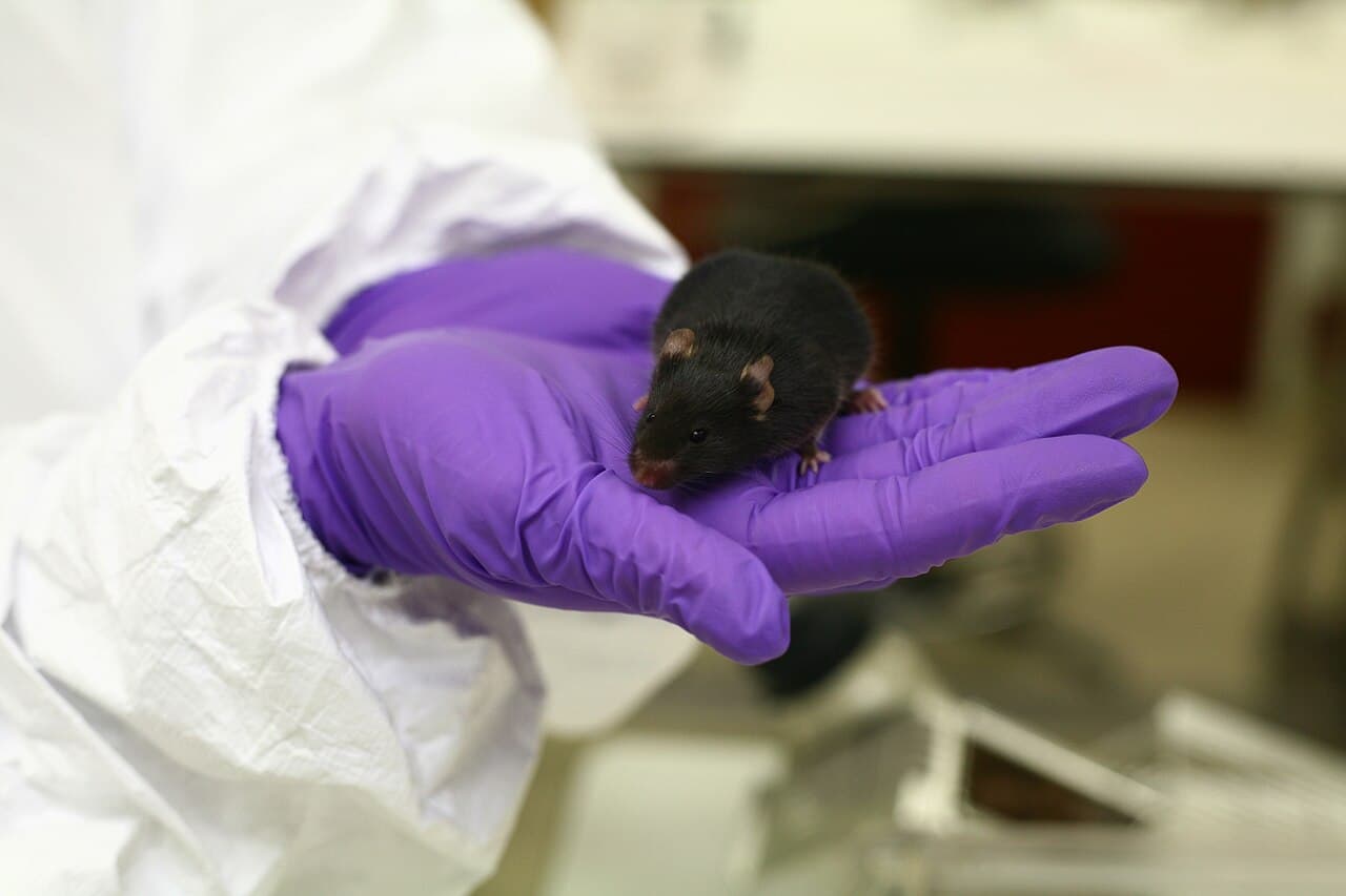 Camundongo preto de laboratório na palma de uma mão com luva roxa