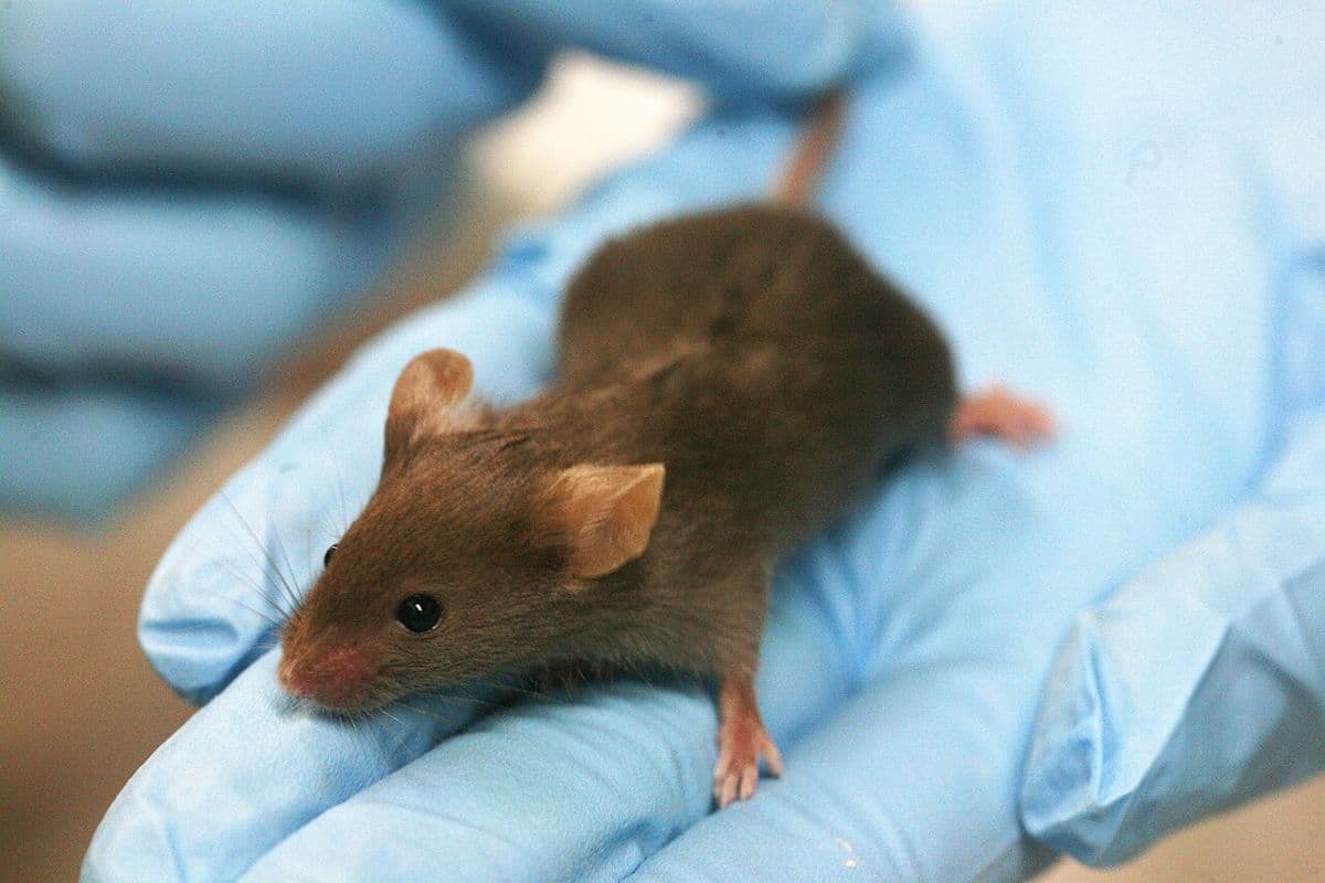Camundongo marrom de laboratório na palma de uma mão com luva azul