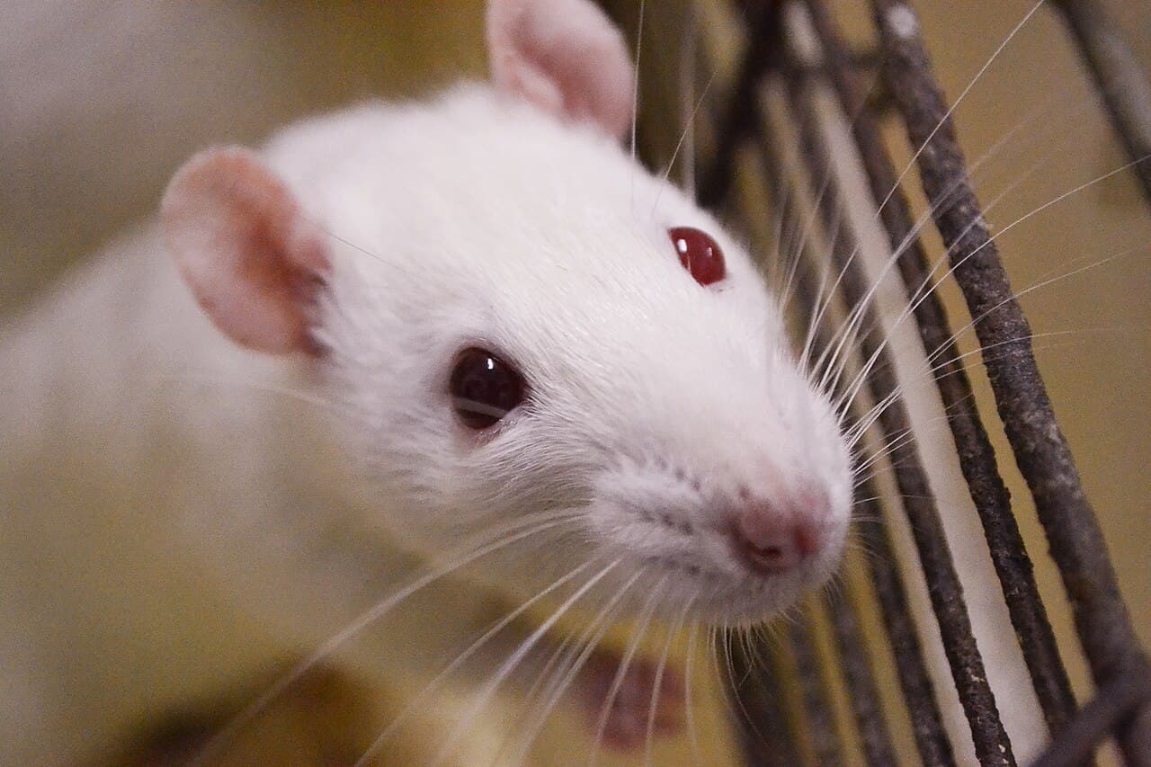 Rato branco de laboratório, de olhos vermelhos, ao lado das grades da gaiola
